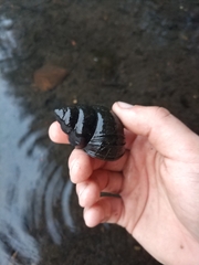 Cipangopaludina chinensis