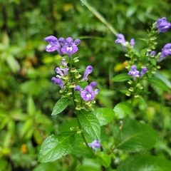 Scutellaria ovata