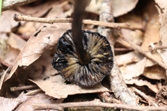 Hygrocybe conica