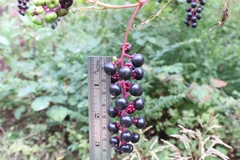Phytolacca americana