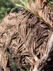 Herpotrichia juniperi