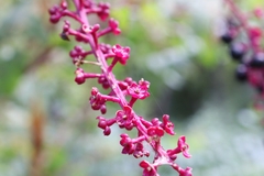 Phytolacca americana