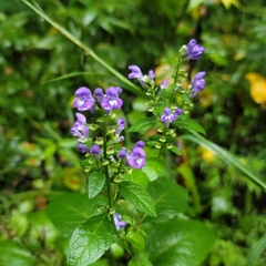 Scutellaria ovata