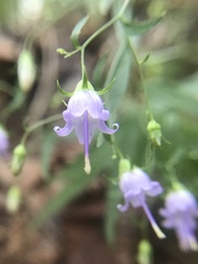 Campanula divaricata