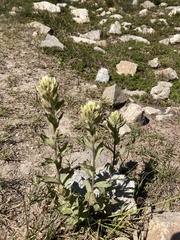 Castilleja parviflora albida