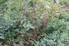 Phytolacca americana