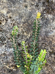 Epacris crassifolia
