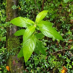 Ruellia strepens