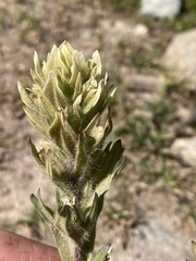 Castilleja parviflora albida