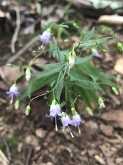 Campanula divaricata