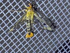 Synanthedon acerni