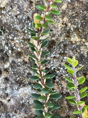 Epacris crassifolia