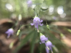 Campanula divaricata