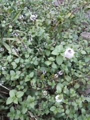 Mentha aquatica