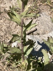 Castilleja parviflora albida