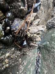 Pollicipes polymerus