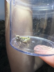 Encoptolophus costalis