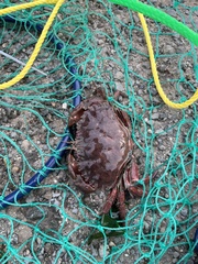 Romaleon antennarium