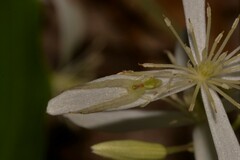Sidymella rubrosignata