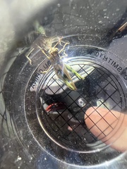 Encoptolophus costalis