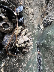 Pollicipes polymerus