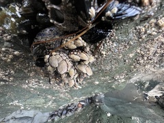 Pollicipes polymerus