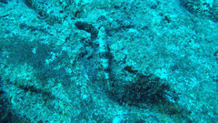 Synodus dermatogenys