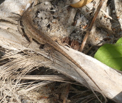 Sceloporus occidentalis longipes
