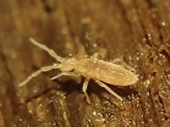 Entomobrya unostrigata