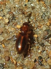 Stenolophini