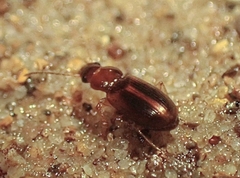 Stenolophini