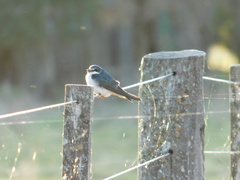Tachycineta leucorrhoa