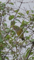 Geothlypis tolmiei