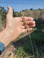 Tridens albescens