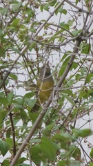 Geothlypis tolmiei