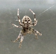 Neoscona nautica