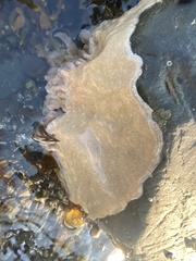 Halichondria sitiens