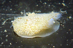 Corambe pacifica