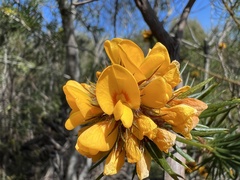 Pultenaea stipularis