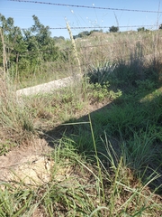 Tridens albescens