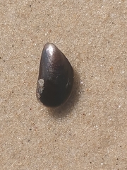 Mytilidae