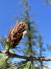 Larix lyallii