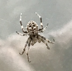Neoscona nautica