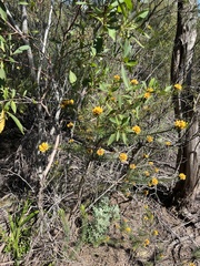 Pultenaea stipularis