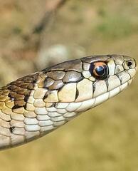 Thamnophis scalaris