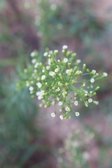 Erigeron canadensis
