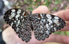 Hamadryas feronia