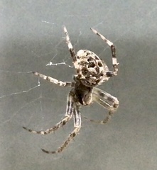 Neoscona nautica