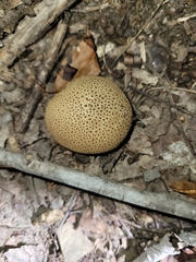 Scleroderma areolatum