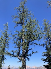 Larix lyallii